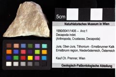 Foto (Objket + Etiketten) von Decapoda indet. 